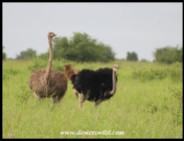 Ostrich pair