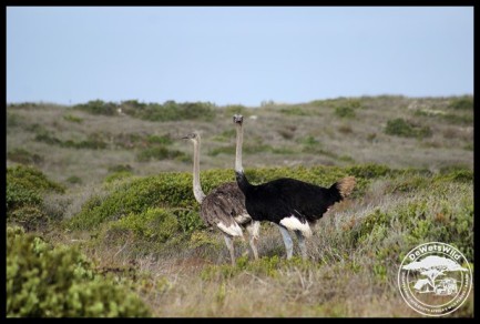 Ostrich pair