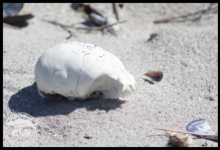 A seal skull on the beach at Tsaarsbank