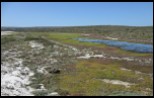 Salt marsh in the West Coast National Park, dominated by Perennial Glasswort
