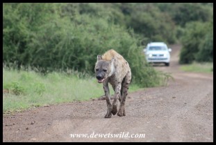 Spotted Hyena walking along the road near Balule