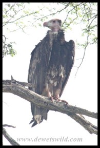 White-headed Vulture (photo by Joubert)