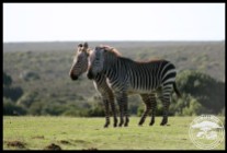 Cape Mountain Zebras