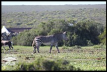 Cape Mountain Zebra in the Opstal Camp