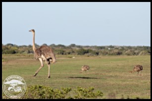Ostrich female with chicks