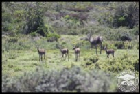 Small herd of Grey Rhebok being accompanied by a female ostrich