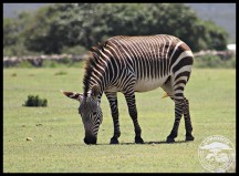 Cape Mountain Zebra in the Opstal Camp
