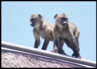 Baboons on the roof of the reception office at Potberg