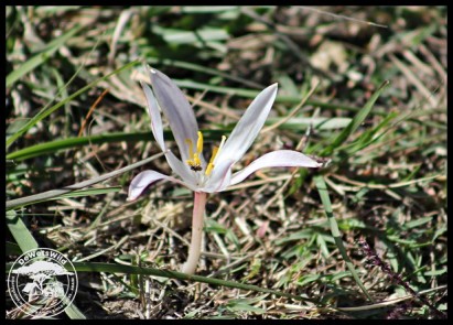 Unidentified little bloom emerging on the bank of the Waskraalvlei