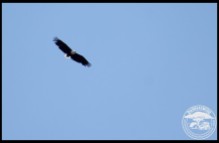 African Fish Eagle in flight over the Nuwejaars Wetland