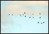 Spurwinged Geese flying over the Nuwejaars Wetland (photo by Joubert)