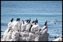 Cape Cormorants at Stony Point
