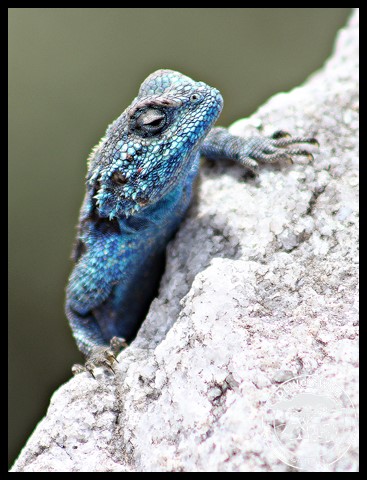 Southern Rock Agama male
