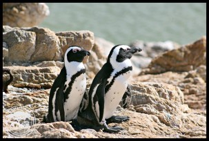 African Penguins at Stony Point Nature Reserve