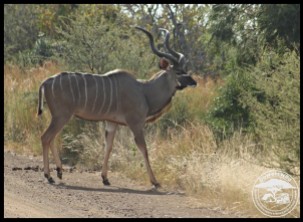 Kudu bull (photo by Joubert)