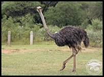 Female ostrich striding through Bontle camp (photo by Joubert)