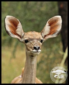 All ears! Kudu calf (photo by Joubert)