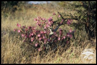 Impala Lily blooming in the veld