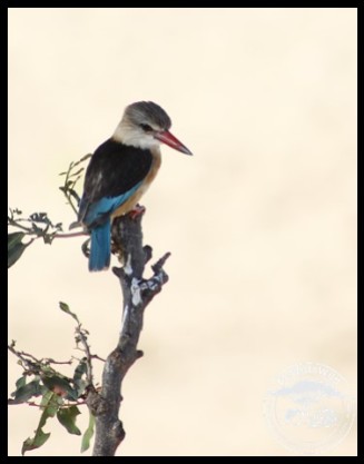 Brown-hooded Kingfisher