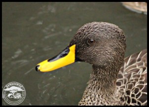 Yellow-billed Duck (photo by Joubert)