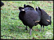 Crested Guineafowls