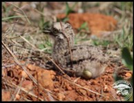 Spotted Thick-knee chick