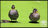 Yellow-billed Ducks