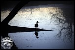 Yellow-billed Duck in silhouette