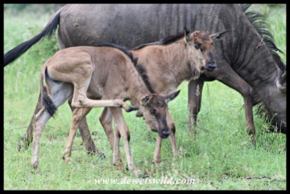 Blue Wildebeest calves