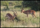 Impala rams measuring their strength (photos by Joubert)