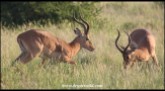Impala rams measuring their strength (photos by Joubert)