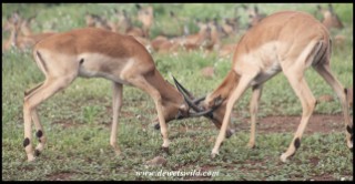 Sparring young Impala rams (photo by Joubert)