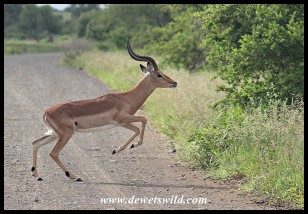 Impala ram leaping (photo by Joubert)