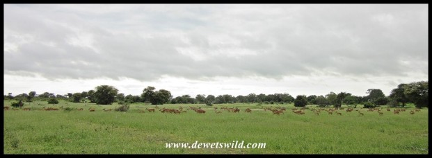 Big herd of Impala on the S126