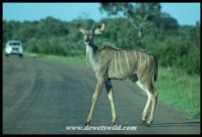 Kudu cow (photo by Joubert)