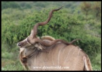 Kudu bull with an itch