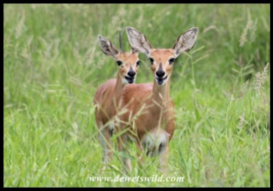Mating Steenbok pair