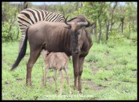 Blue Wildebeest cow and calf