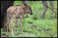 Blue Wildebeest calf