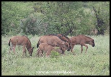 Blue Wildebeest calves (photo by Joubert)