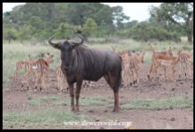 Solitary Blue Wildebeest bull mingling with Impalas